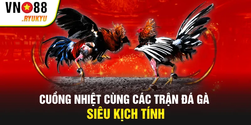 Cuồng nhiệt cùng các trận đá gà hấp dẫn tại nền tảng